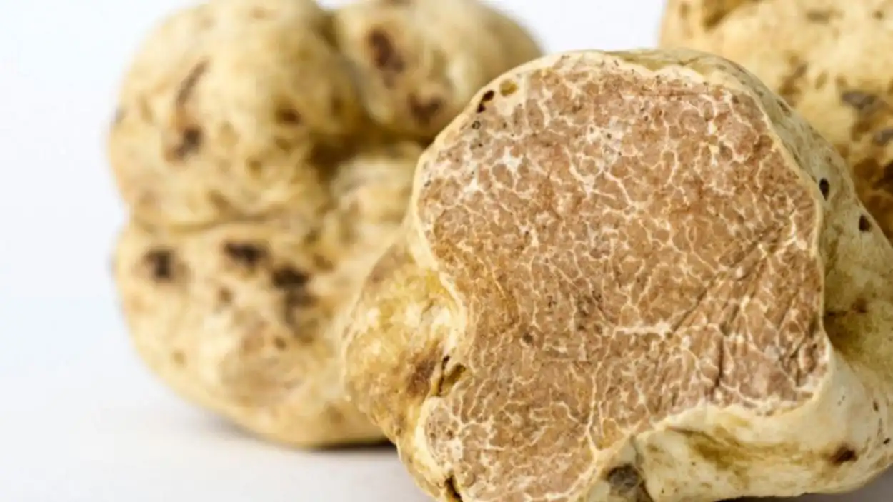 Commercializing Tuber Magnatum Extract Powder: Regulatory, Safety & Market Trends